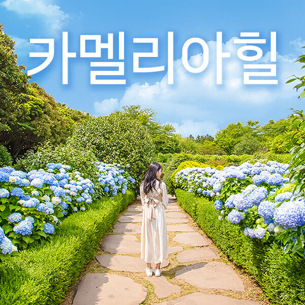 [제주] 카멜리아힐+심쿵혜택-i