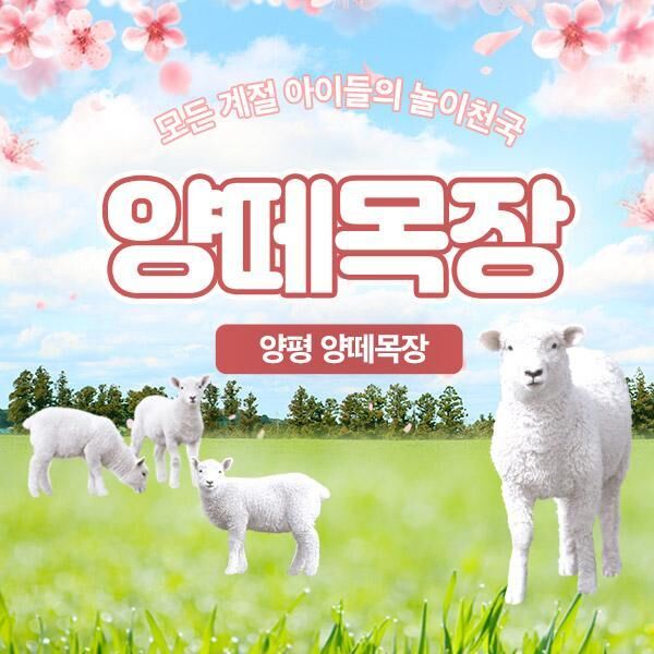 경기 양평 양떼목장 :마이리얼트립 대한민국여행 경기도여행