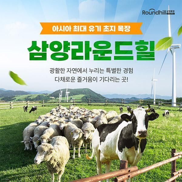 [강원/평창] 대관령 삼양 라운드힐 입장권