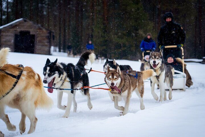로바니에미 : Drive Your Own Husky Team (5–8 km) & BBQ