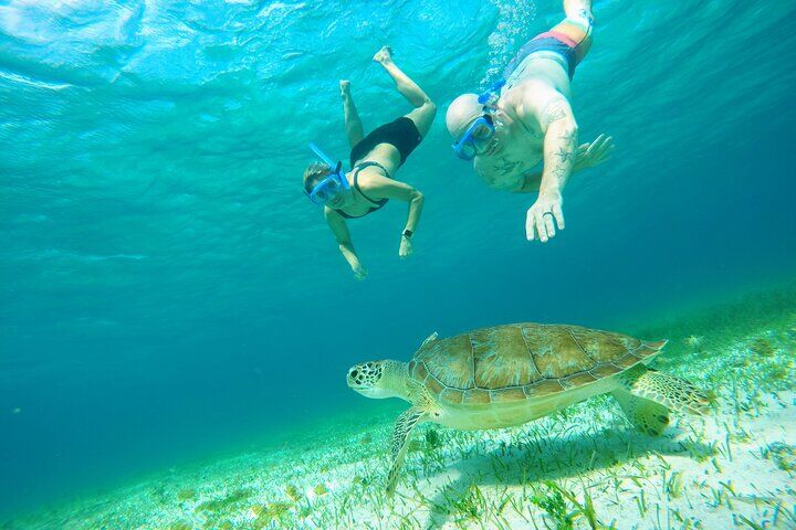 Starfish, Stingrays and the Cozumel Turtle Sanctuary 스노클