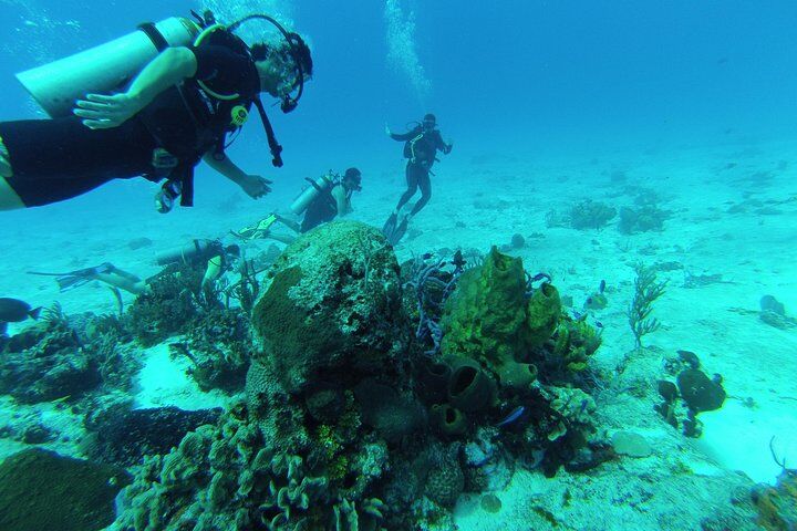 Chankanaab Cozumel 스쿠바 다이빙 :마이리얼트립 멕시코여행