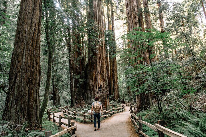샌프란시스코, Muir Woods, Sausalito 및 선택적인 알카트라즈 투어 상품 사진