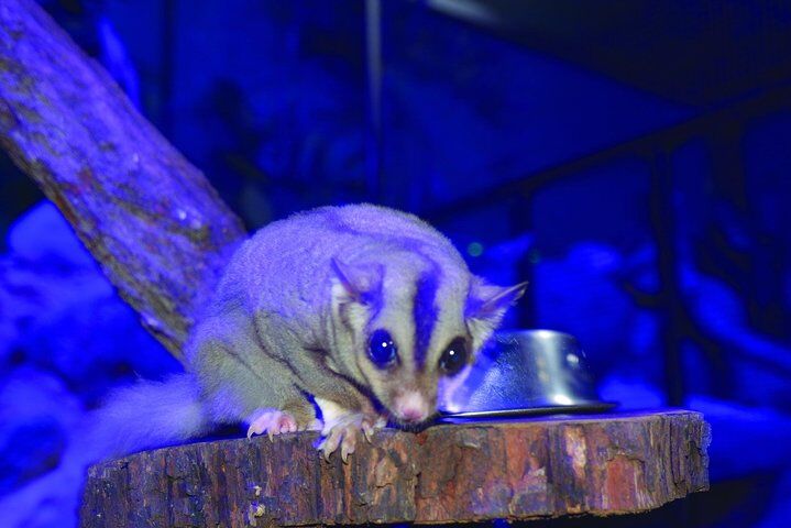 쿠란다 코알라 정원 (Kuranda Koala Gardens)과 버드 월드 입장권-i