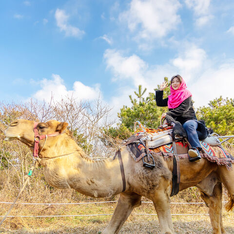 제주도 체험·액티비티 - [표선] 제주 낙타트래킹+먹이주기체험