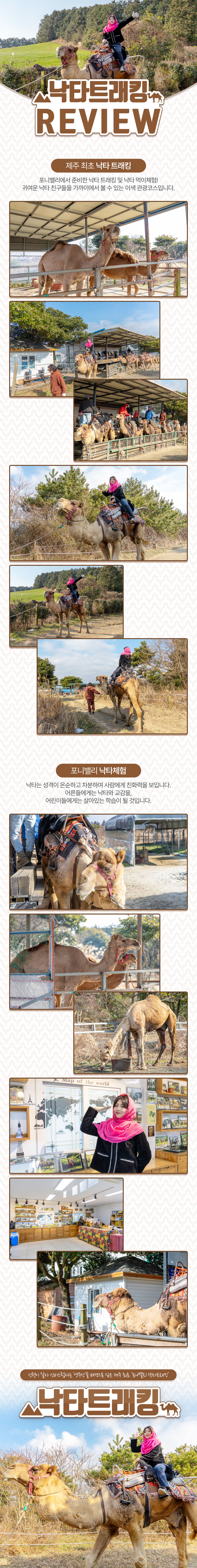 [표선] 제주 낙타트래킹+먹이주기체험 상세 이미지 8