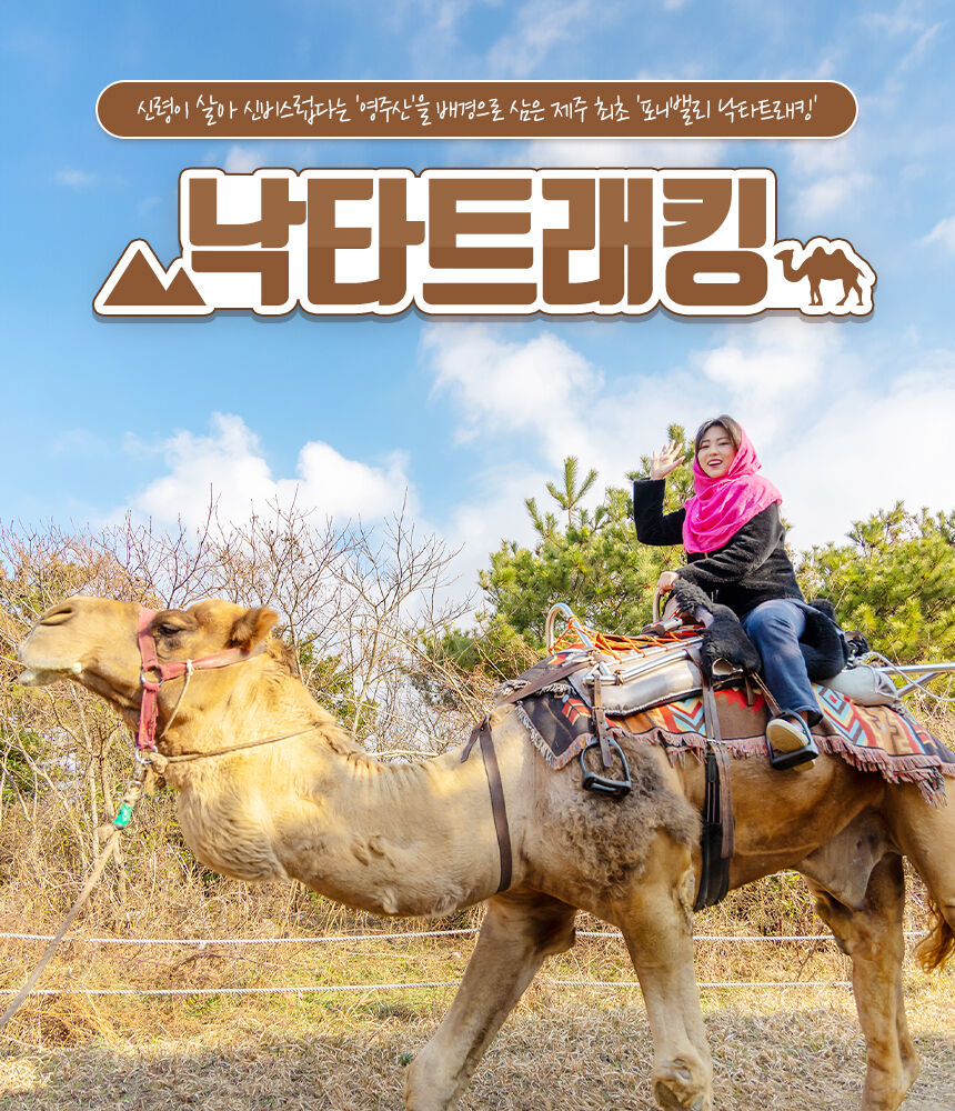 [표선] 제주 낙타트래킹+먹이주기체험 상세 이미지 4