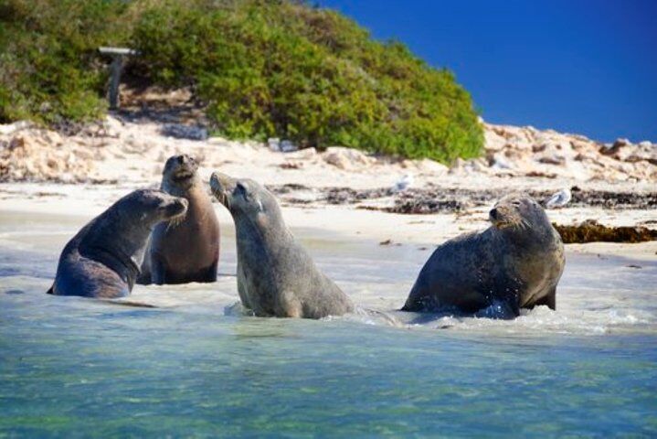 델핀, 바다 사자,  penguin island 크루즈