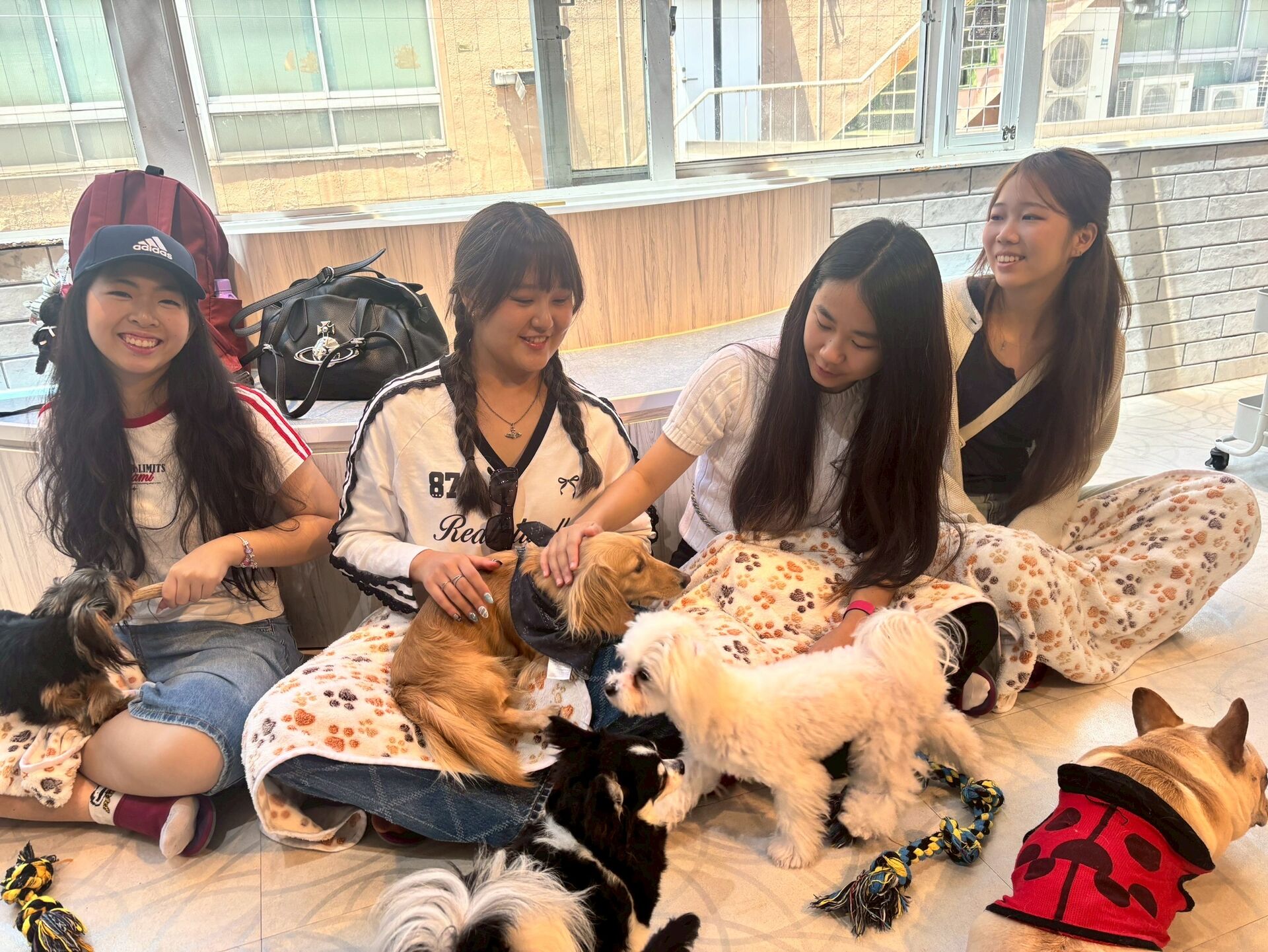 [도쿄 인기체험] 이누카페 리오 하라주쿠 | 강아지 카페 체험(30·45·60분) 상세 이미지 6