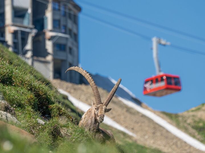 브리엔처 로토른 케이블카 왕복 티켓 — 해발 2,288m 알프스 파노라마-i