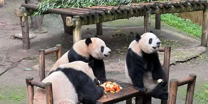 동물원 입장권 + 판다 사육장 (230종 4,000마리)