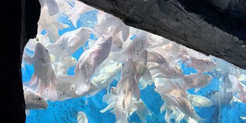 베이징 티켓·입장권 - 중국국립자연사박물관 + 공룡 공원 입장권