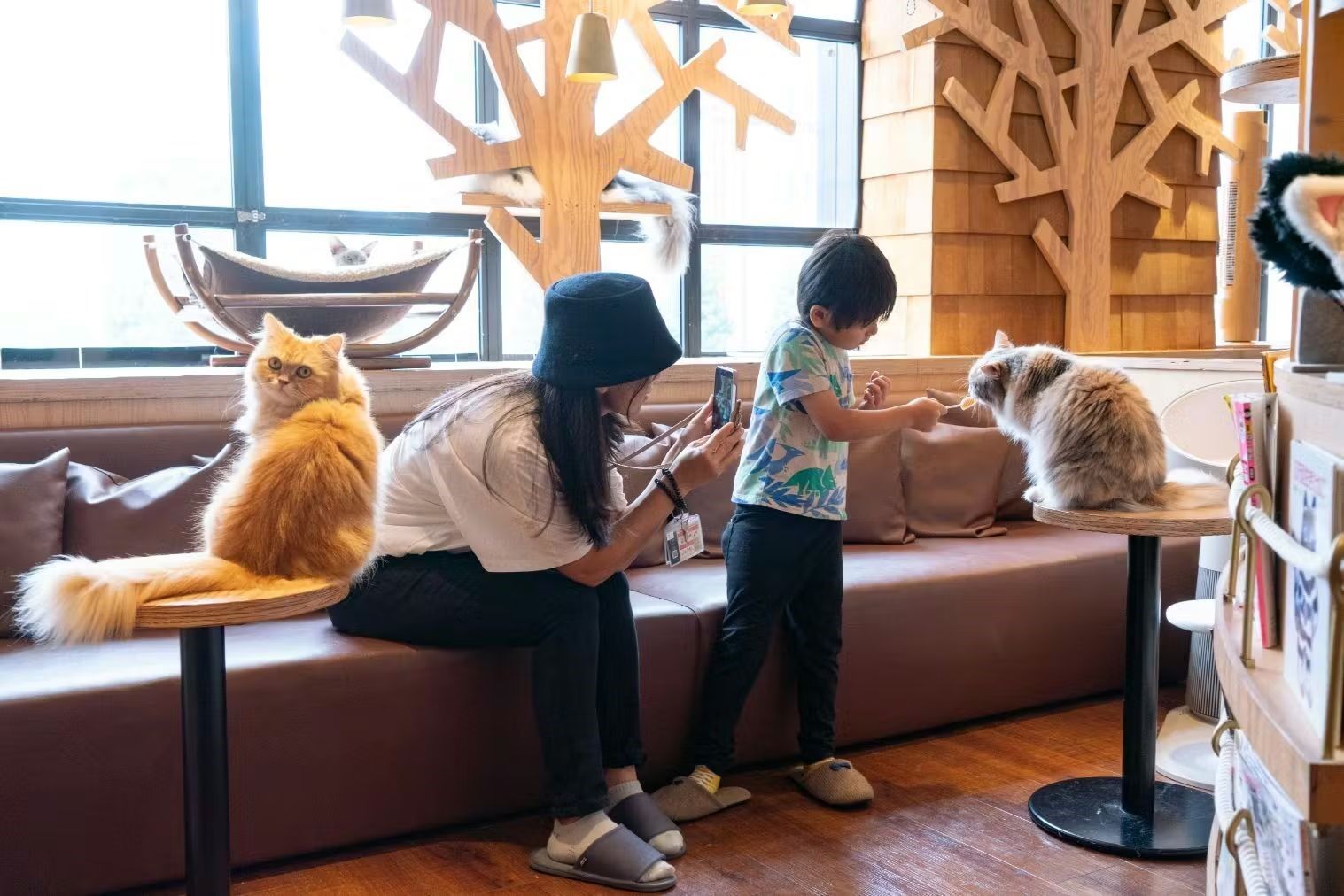 [고양이카페] 이케부쿠로 본점 캣카페 모카 1일 이용권 (음료 무제한 포함)