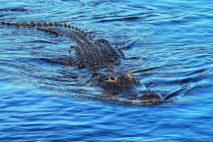 Everglades 소규모 그룹 투어 마이애미에서 운송-i