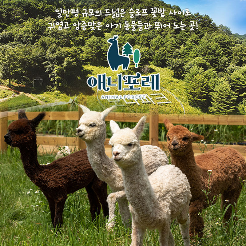 모나용평 애니포레 하계시즌 입장권