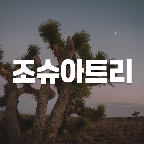 조슈아트리 투어