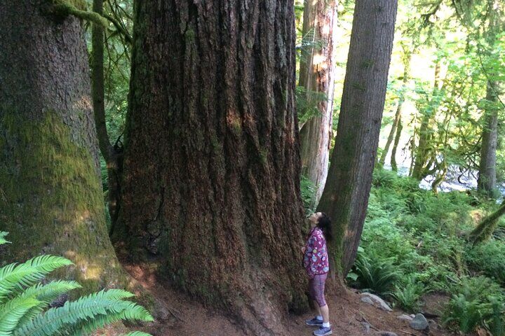 시애틀 폭포(Snoqualmie Falls)를 포함한 시애틀 폭포(Seattle Waterfalls) 가이드 숲 산책
