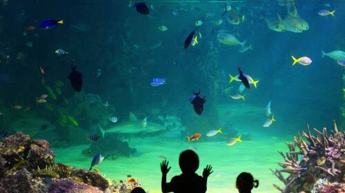 [오클랜드] SEA LIFE 켈리 탈튼스 아쿠아리움 입장권 + 디지털 포토패스 8장