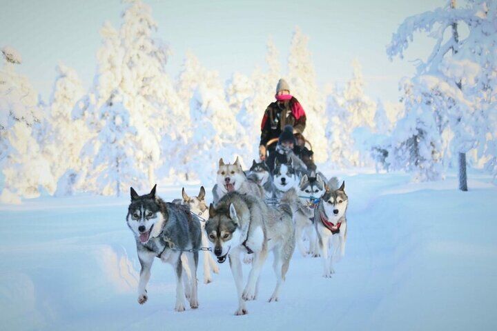 7km Self-Driven Husky Sled 모험 로바니에미