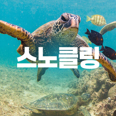 스노클링