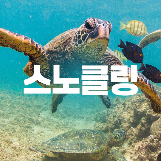 스노클링