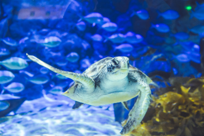 [오클랜드] SEA LIFE 켈리 탈튼스 수족관 입장권 상세 이미지 3