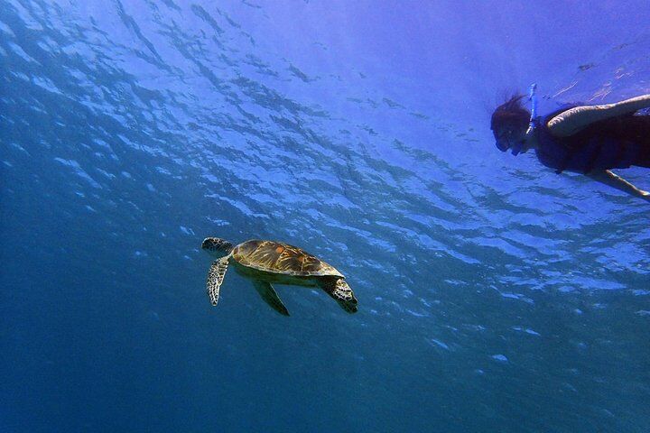 Guam's 5 * Guided Snorkeling / Freediving 투어!