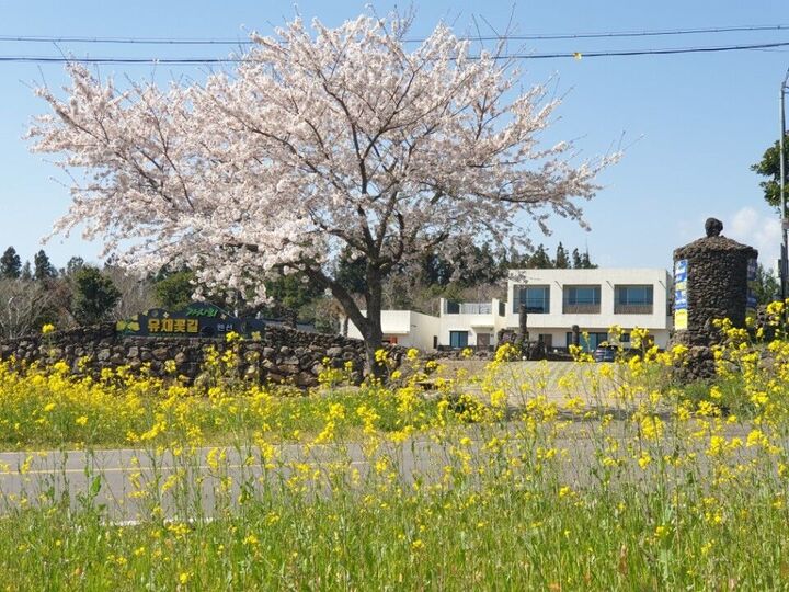 [서귀포/표선] 가시리유채꽃길펜션-i