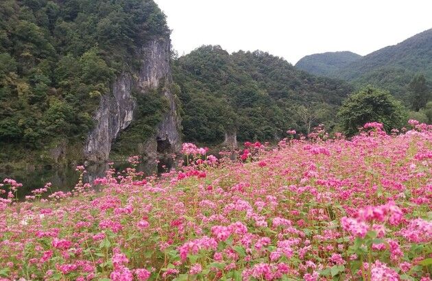 영월/제천 1일 #붉은메밀꽃잔치 #의림지 #모산비행장 #한방엑스포공원-i