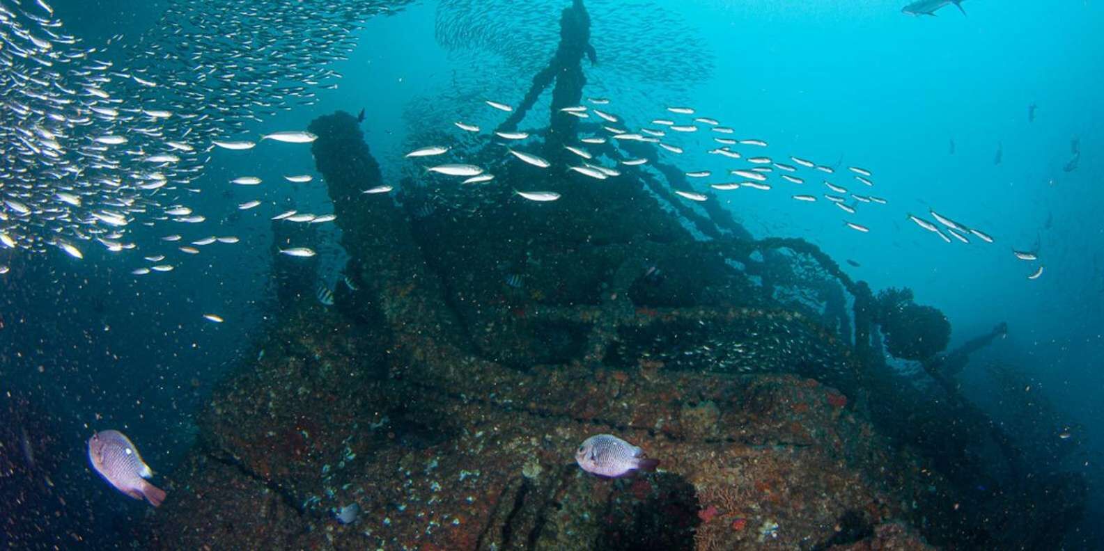 Ex-HMAS 브리즈번 난파선 스쿠버 다이빙 (5시간, 2회 다이빙) 상세 이미지 6
