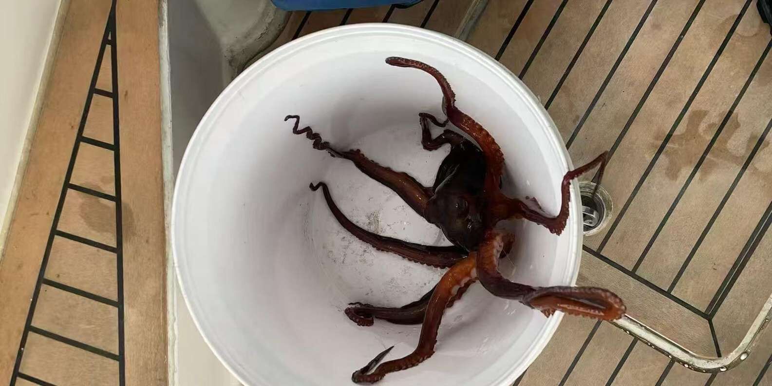 3시간 낚시 요트 크루즈 — 장비·미끼·선장 가이드 포함 상세 이미지 3