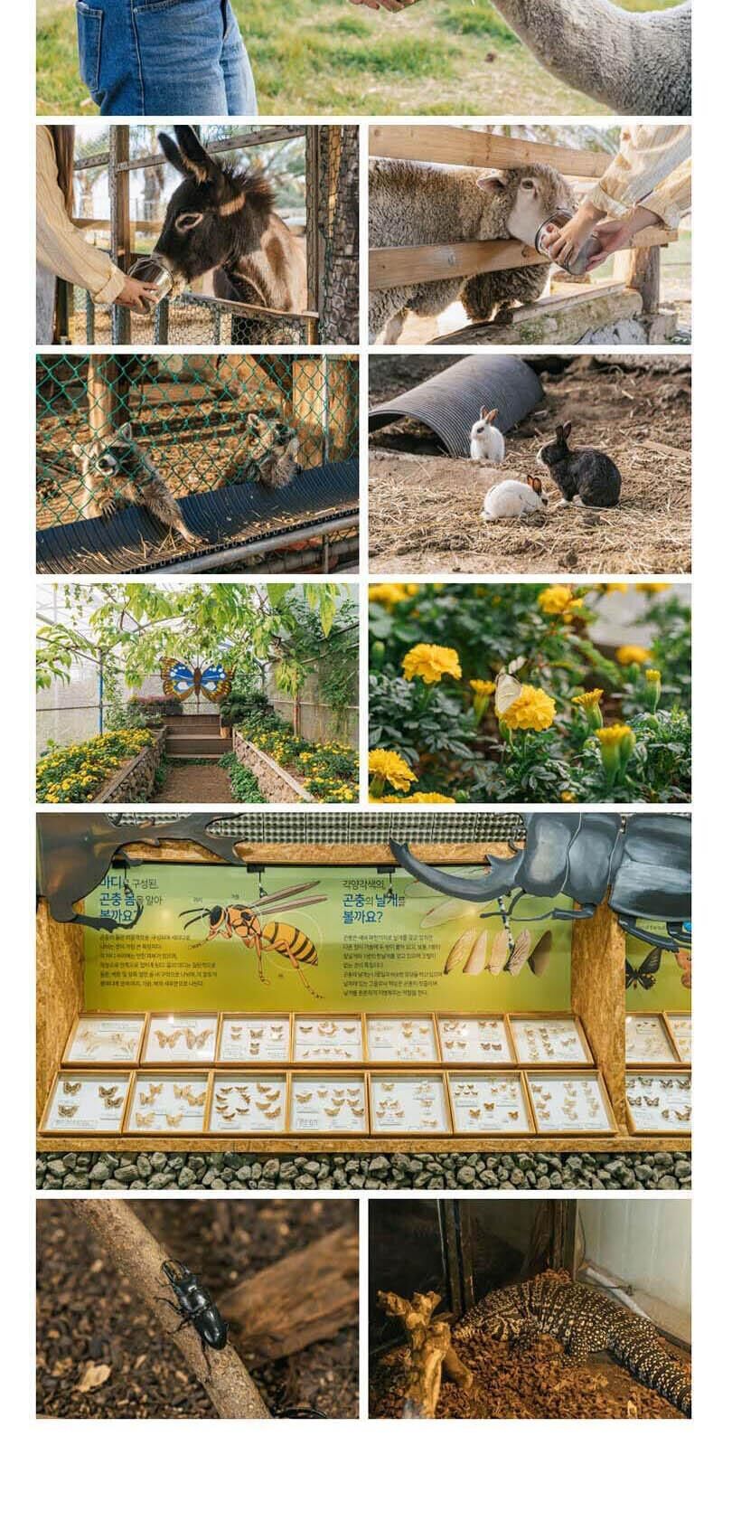 [제주] 제주 최남단 체험감귤농장 상세 이미지 5