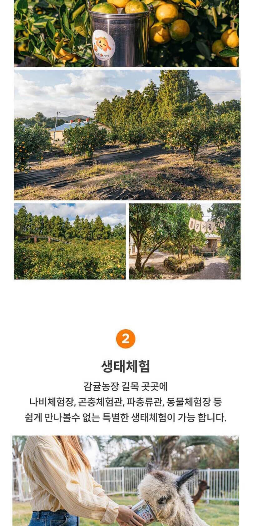 [제주] 제주 최남단 체험감귤농장 상세 이미지 4