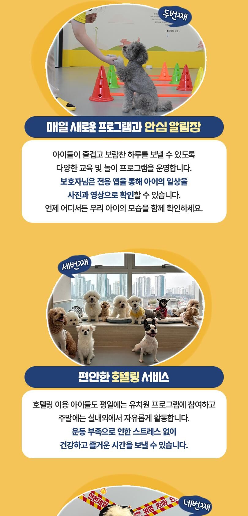 옐레드 대구신월성점 애견유치원 애견호텔 이용권 상세 이미지 8