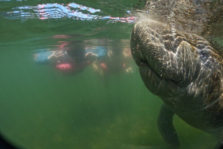3 시간 작은 그룹 All Inclusive Manatee 수영 무료 사진 pkg