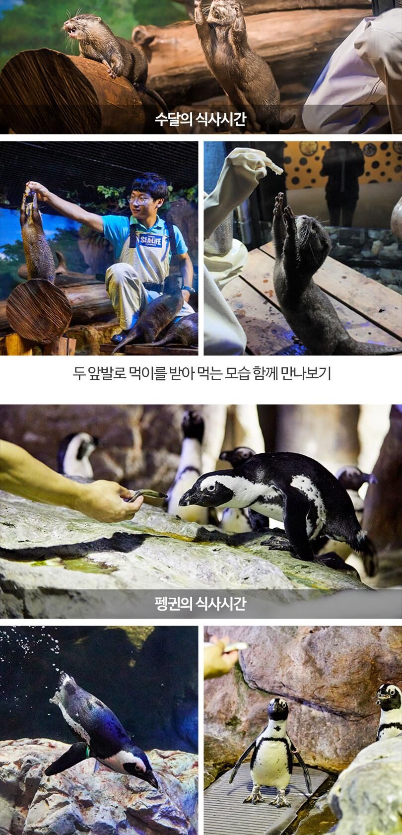 [부산] 아쿠아리움 시티즈 원더월드 입장권 상세 이미지 15