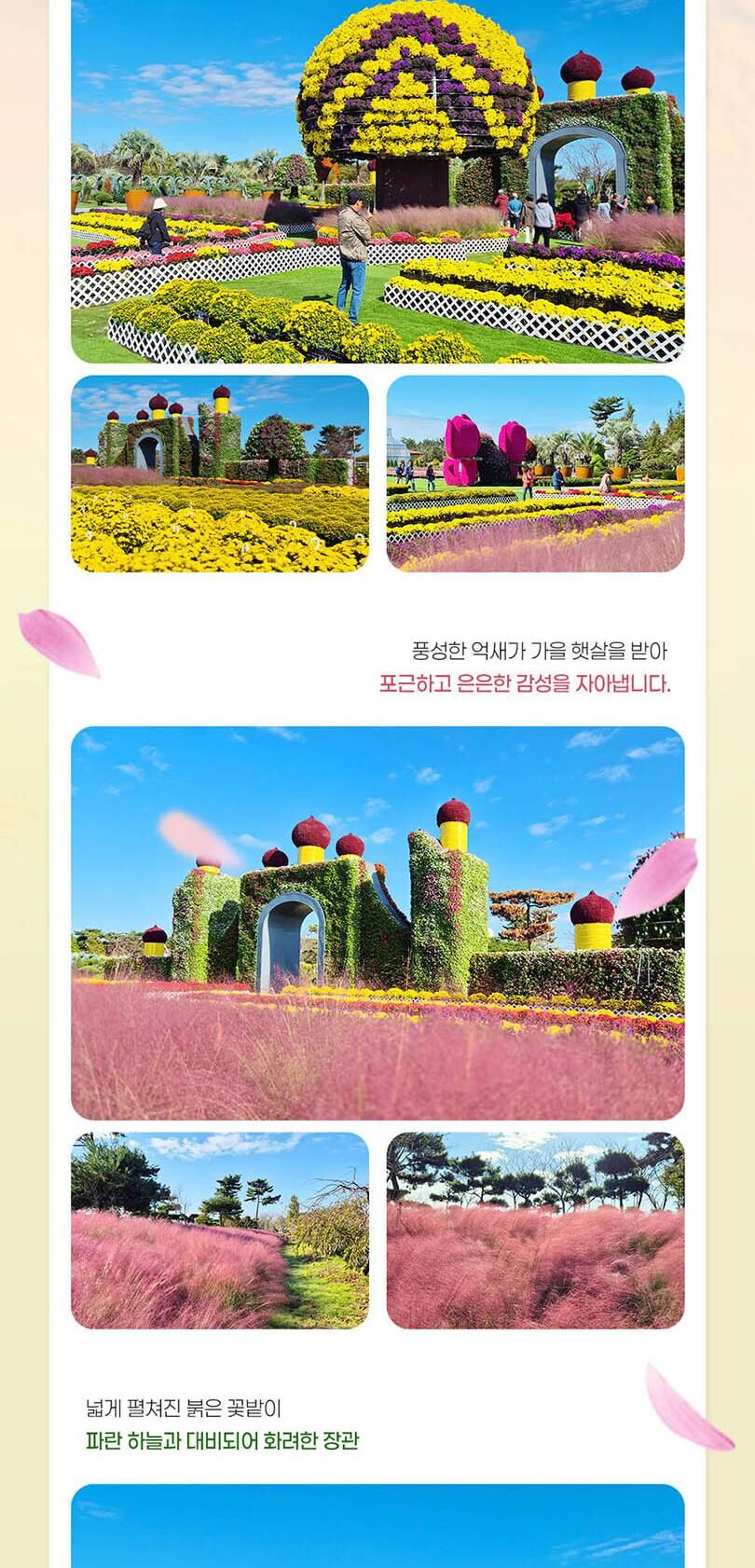 [태안] 2026 태안 가을꽃박람회 입장권 2차 얼리버드  상세 이미지 3