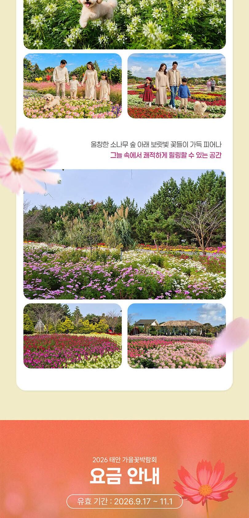 [태안] 2026 태안 가을꽃박람회 입장권 2차 얼리버드  상세 이미지 7