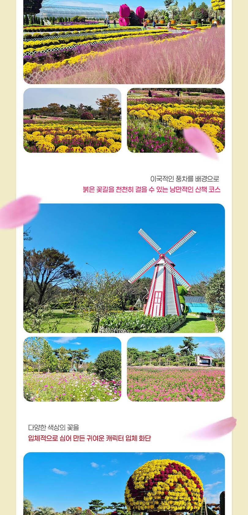 [태안] 2026 태안 가을꽃박람회 입장권 2차 얼리버드  상세 이미지 5