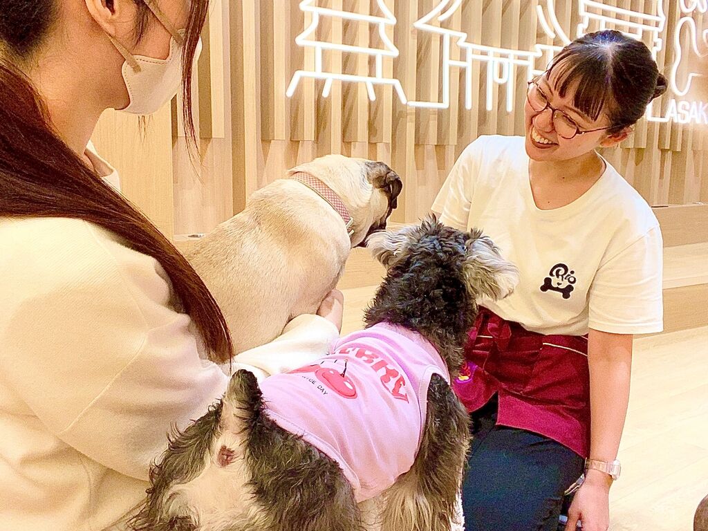 Dog Cafe Rio 아사쿠사 (도쿄) 상세 이미지 4