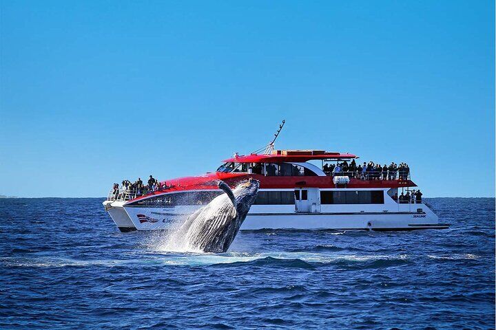 [시드니] 혹등고래 관찰 크루즈 -Whale Watching Cruise (시즌 한정)