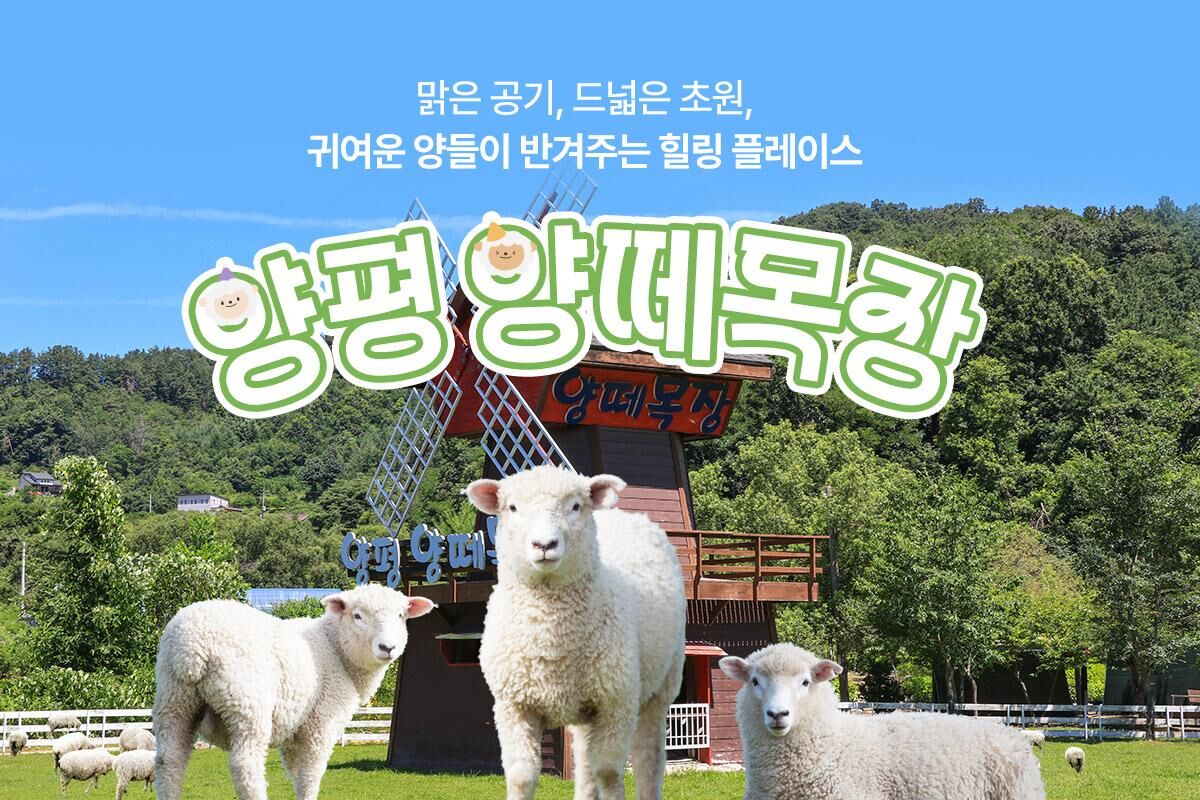 [경기] 양평 양떼목장 먹이주기 체험+입장권