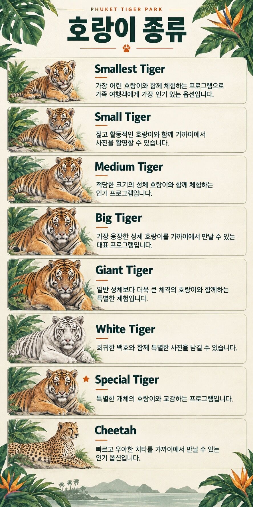 🐯 [푸켓] 타이거 파크 입장권 | 호랑이·백호·치타 체험 & 사진 촬영 상세 이미지 3