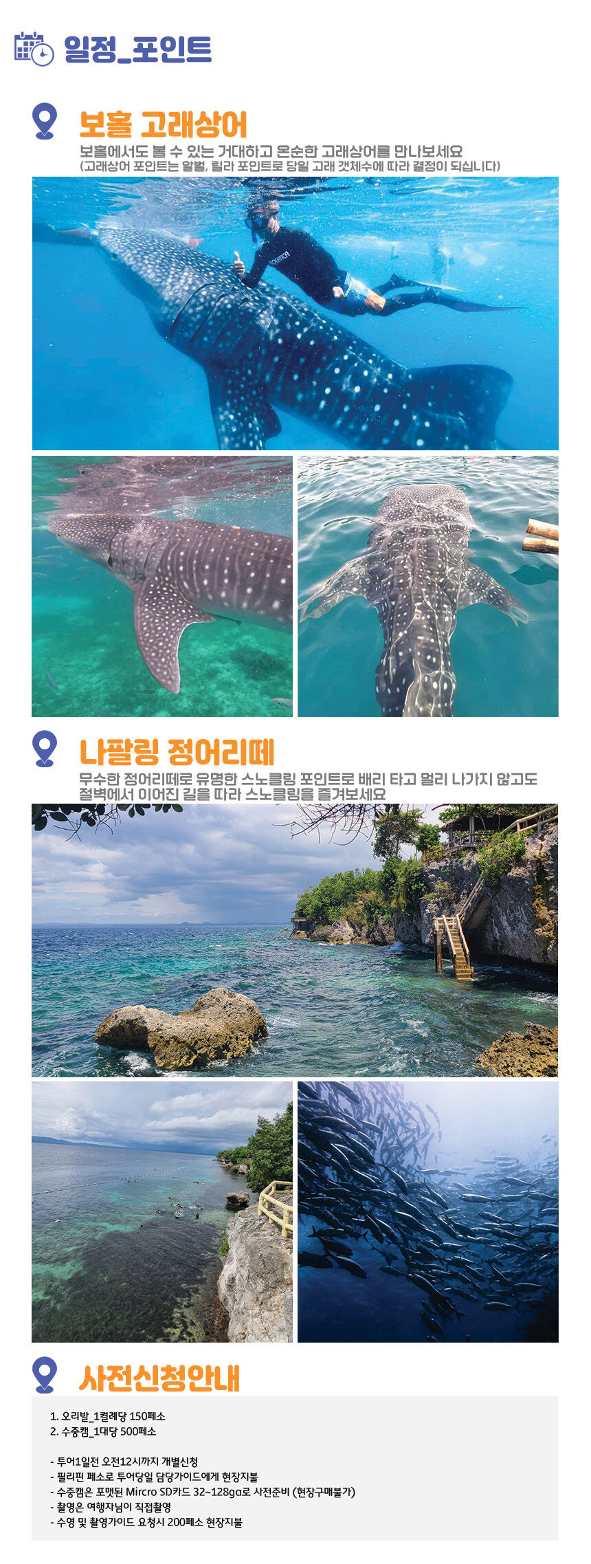 ★11월오픈예정★[보홀] 고래상어 나팔링 정어리떼 (호텔 픽업드랍 스노클링 호핑투어 상세 이미지 7
