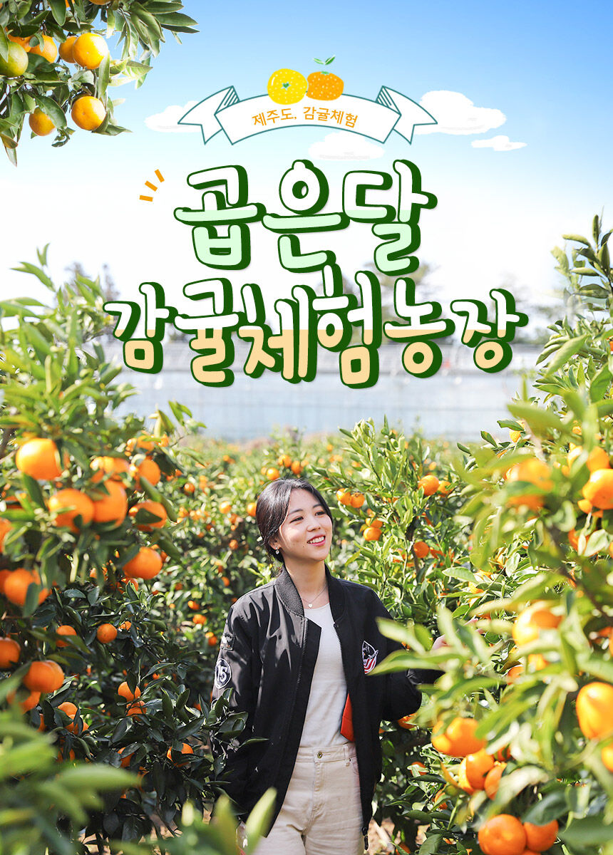 [제주] 곱은달 감귤체험농장 이용권  상세 이미지 3