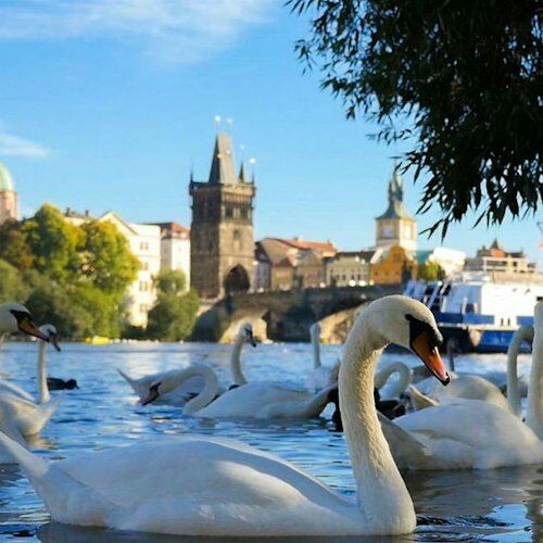 프라하: 50분 리버 크루즈 + 인터랙티브 온라인 가이드