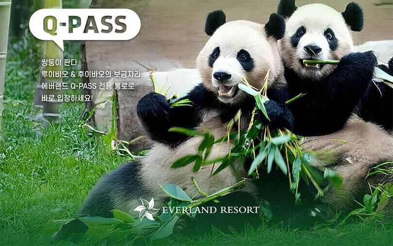 [용인] 에버랜드 Q-PASS: 판다 세컨하우스 (~10/31) 상세 이미지 7