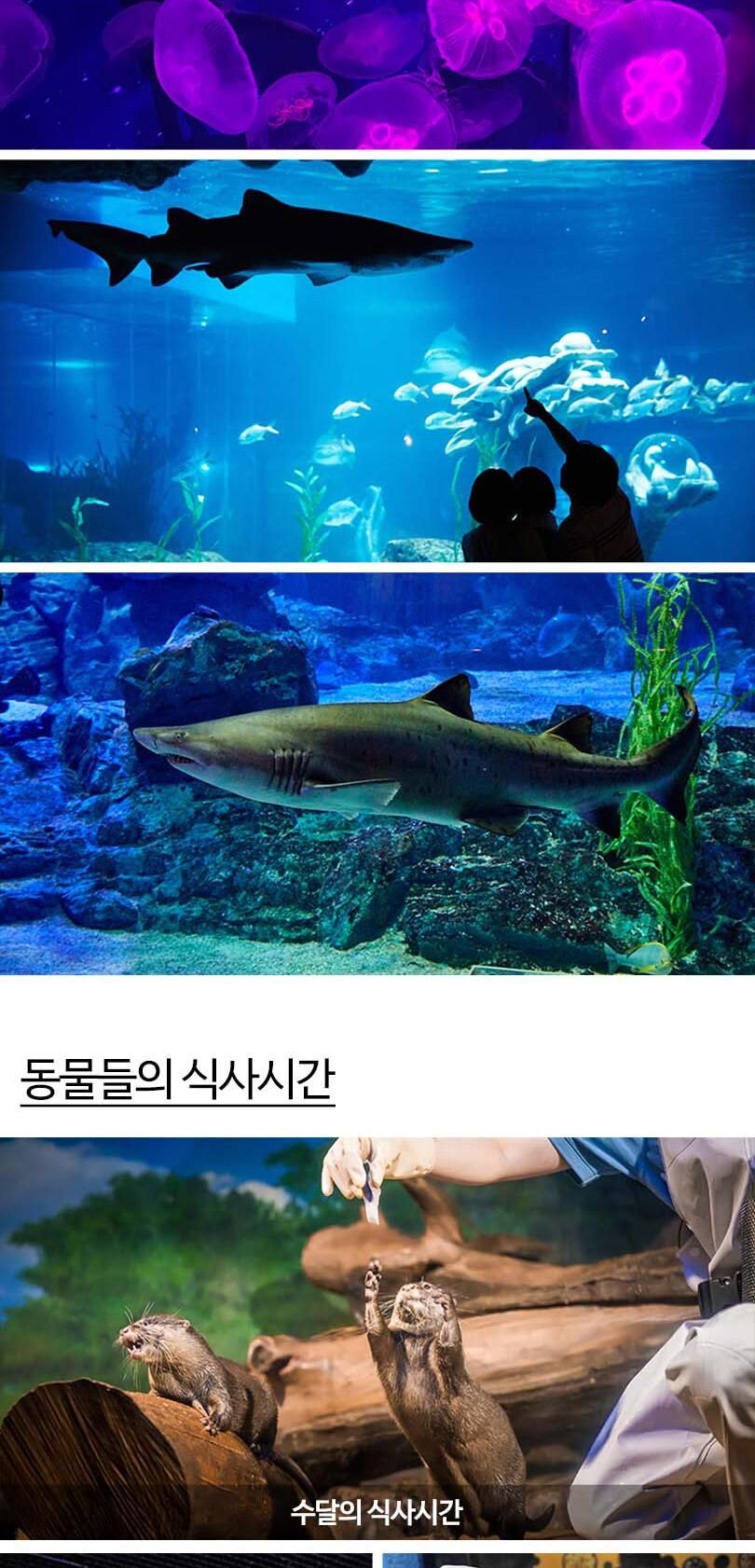 [부산] 부산 아쿠아리움 도라에몽 키링PKG 상세 이미지 15