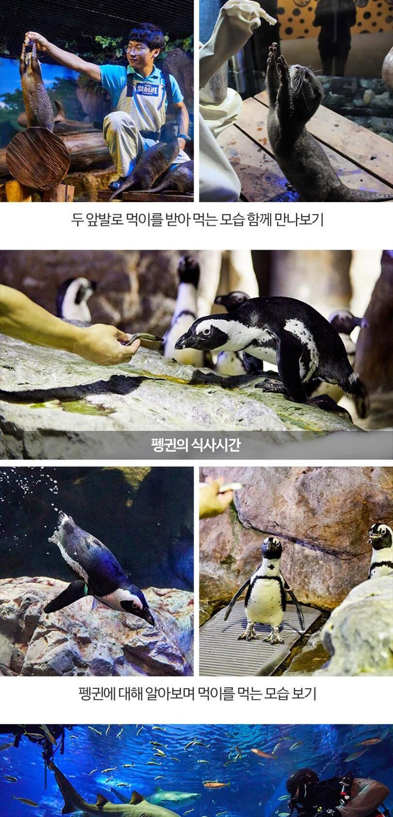 [부산] 부산 아쿠아리움 도라에몽 키링PKG 상세 이미지 16