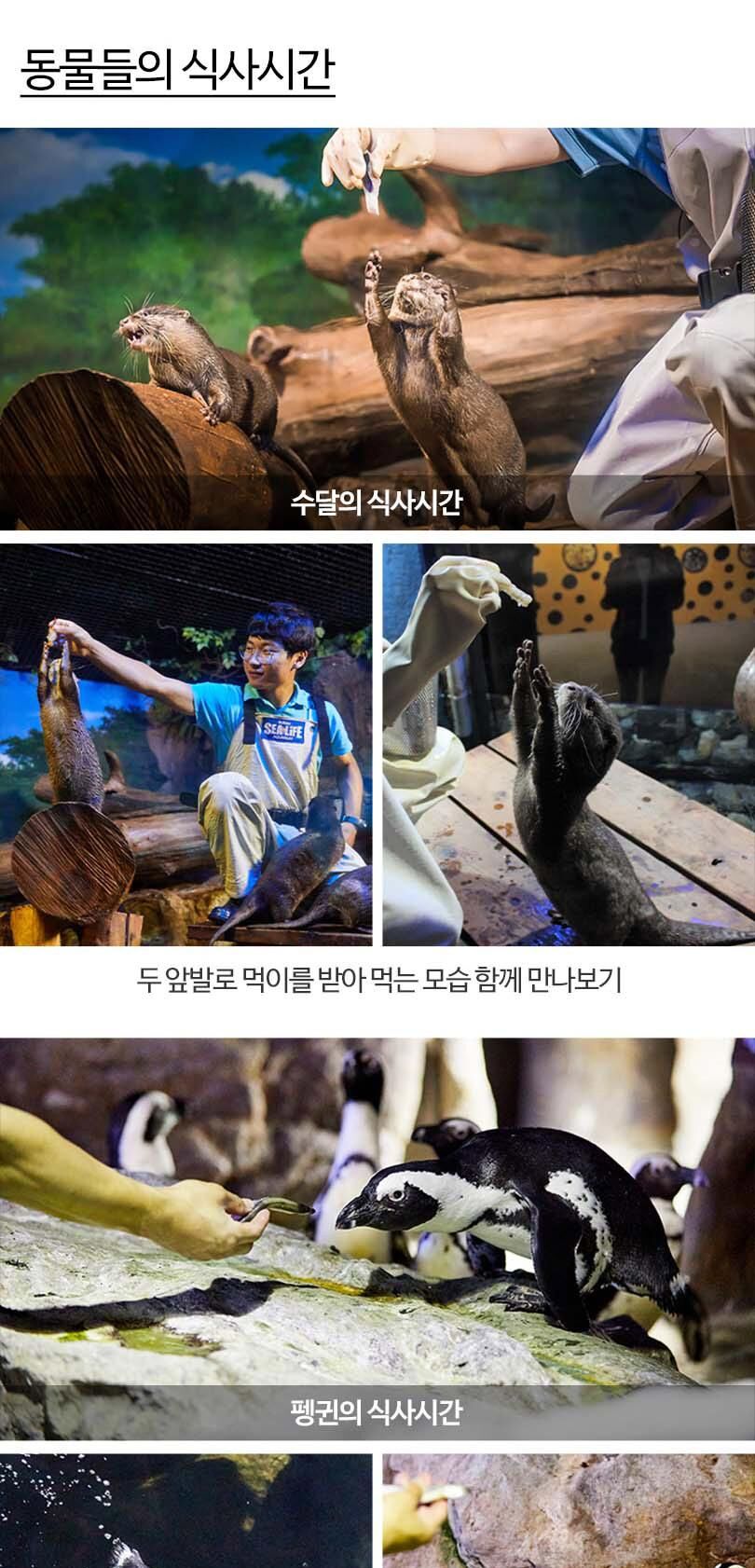 [부산] 부산 아쿠아리움 입장권 상세 이미지 13